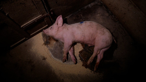 sterbendes-junges-schwein-liegt in-exkrementen