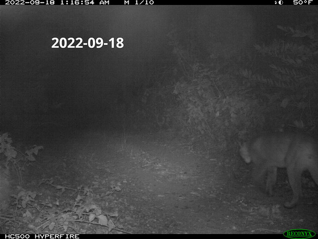 2022-09-18 Mountain Lion; motion-sensor camera