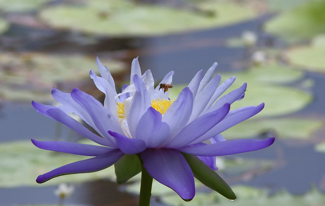 Water Lily 951