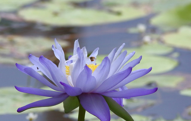 Water Lily 941