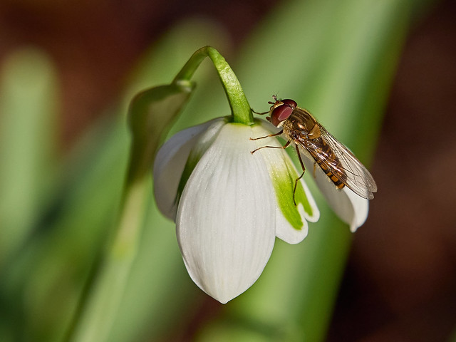 Snowdrop and Hoverfly
