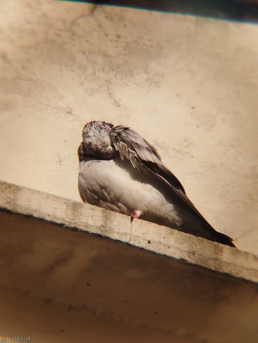 0013 - Hora de acicalarse / It's time for cleaning by gabrielhe.photos, NOMBRE CIENTÍFICO / SCIENTIFIC NAME: Columba Livia
NOMBRE COMÚN: Paloma Bravía - Paloma Doméstica

<