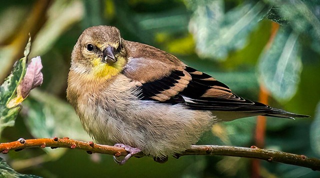 American Goldfinch in a Willow Bush