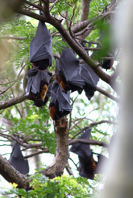 Flying foxes 893