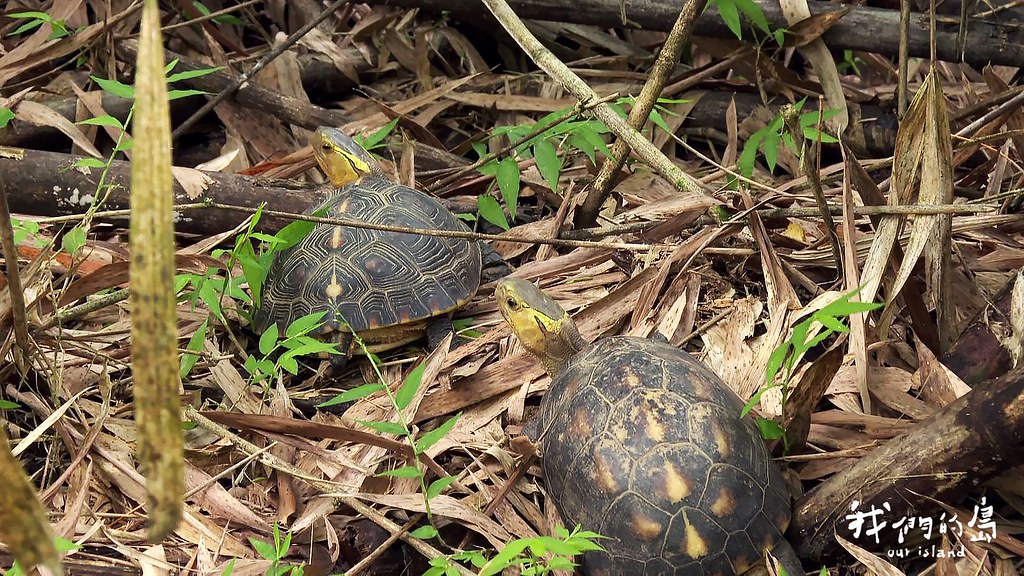 食蛇龜與柴棺龜，在2019年1月，從「珍貴稀有」調升為「瀕臨絕種」野生動物