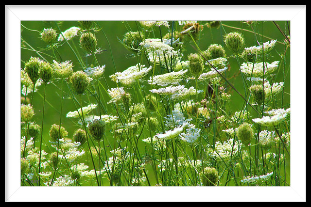 Shot this through a very dense patch of Queen Anns Lace. The field was completely over grown with it. Taken August 16th, 2013.