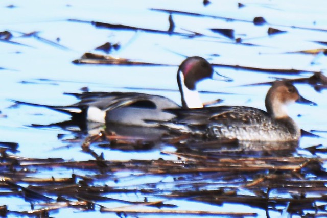 Male and female northern pintail ducks.