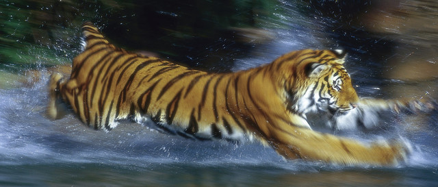 Profile of a Bengal tiger running in water