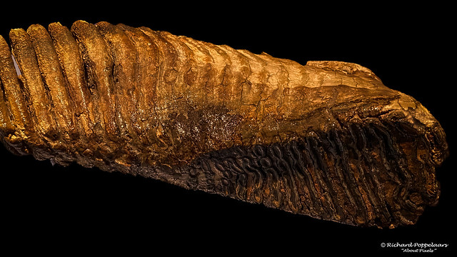 Prehistoric molar of a mammoth - Historyland (Hellevoetsluis/NL)