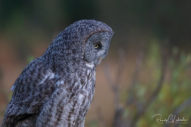 Great Gray Owls of Banff | 2022 - 17