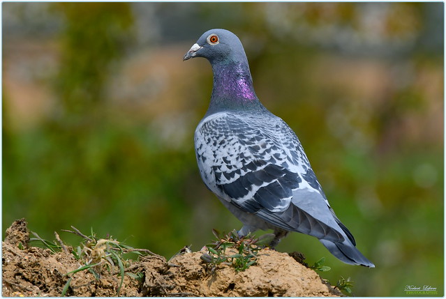 Pigeon biset ( Columba Livia - Rock Dove )