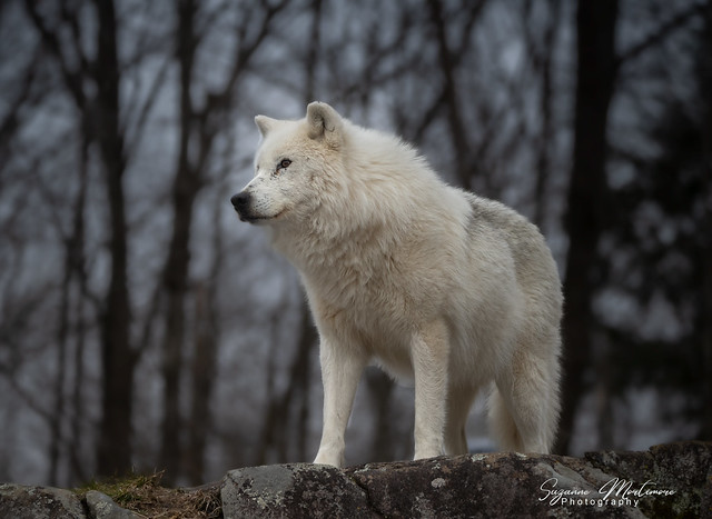 Just an Arctic Wolf on a Rock