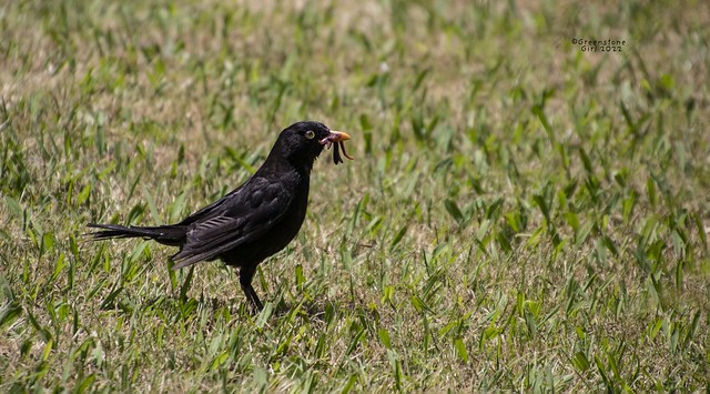 Blackbird with worms