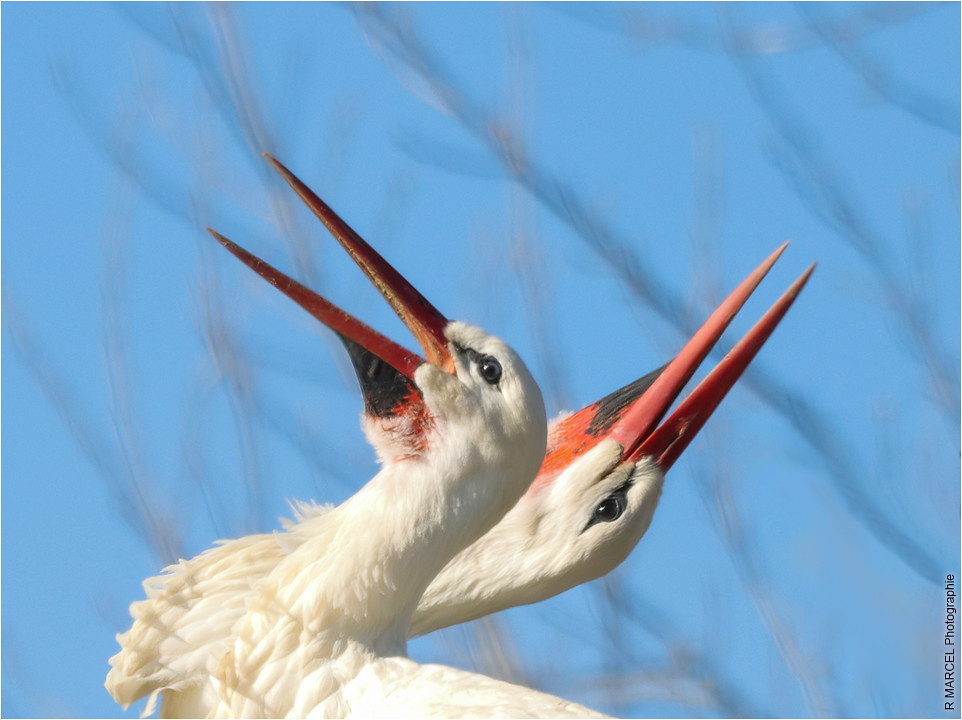 Parade nuptiale de cigognes blanches (Ciconia ciconia) White storks
