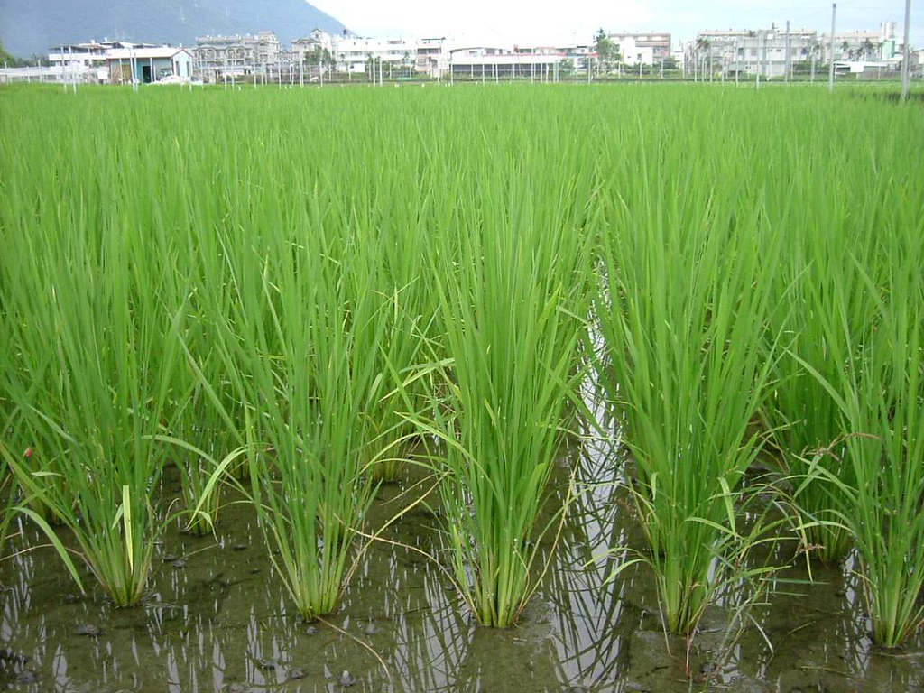 水稻由全期灌水改為間歇灌水能減少溫室氣體甲烷排放，但仍需建立完善方法學。圖片來源：花蓮農業改良場提供
