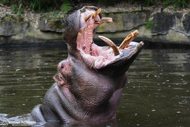 Hippo - Zoo Amneville