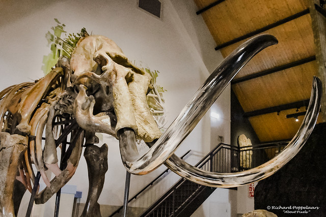 Among Mammoths and other prehistoric giants - Historyland (Hellevoetsluis/NL)