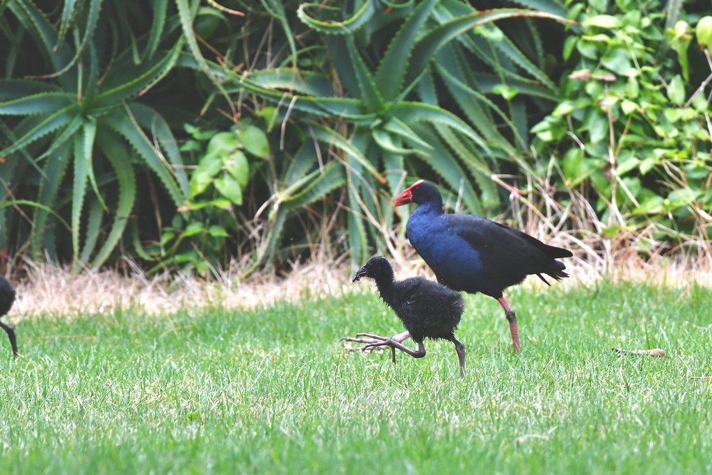Purple Swamphen with Hatchling