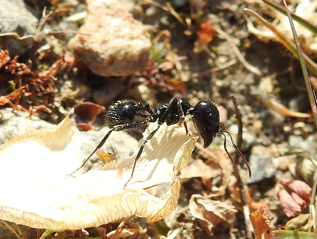 Harvester Ant about to pick up a Wych Elm seed.