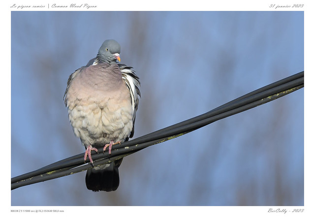 Le pigeon ramier | Common wood pigeon