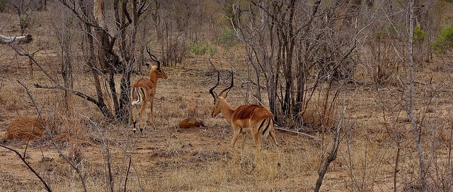 SÜDAFRIKA( South-Africa), Im Kruger-Nationalpark, Springböcke auf Futtersuche,  22042