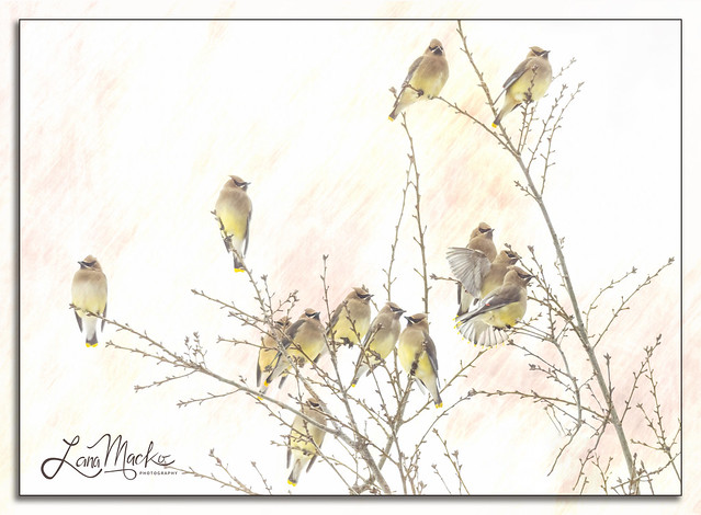 All Kinds of Waxwing Wonderful