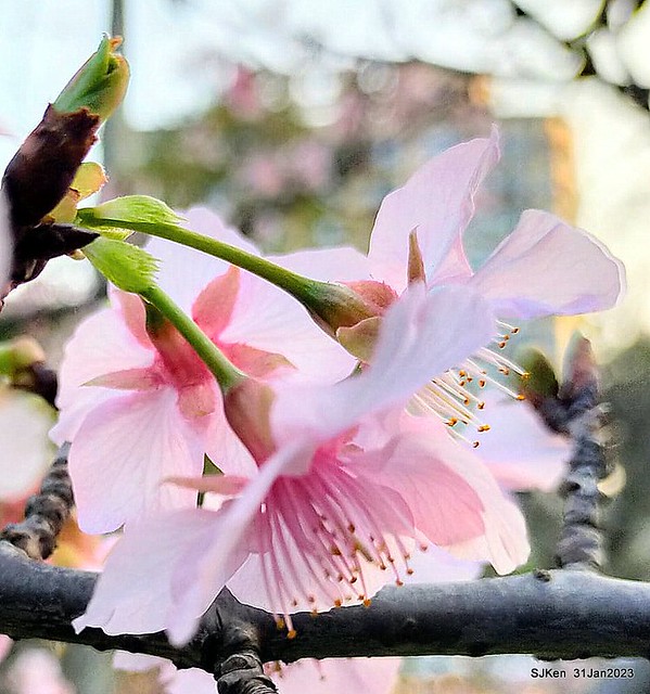 國父紀念館賞河津櫻(Prunus lannesiana cv. Kawazu-zakura at Sun Yat-Sen Memorial Hall), Taipei , Taiwan, SJKen, Jan 31, 2023.