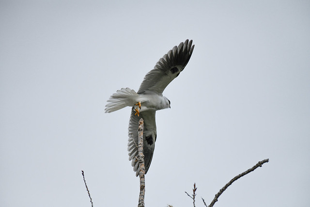 White-tailed Kite Take-off