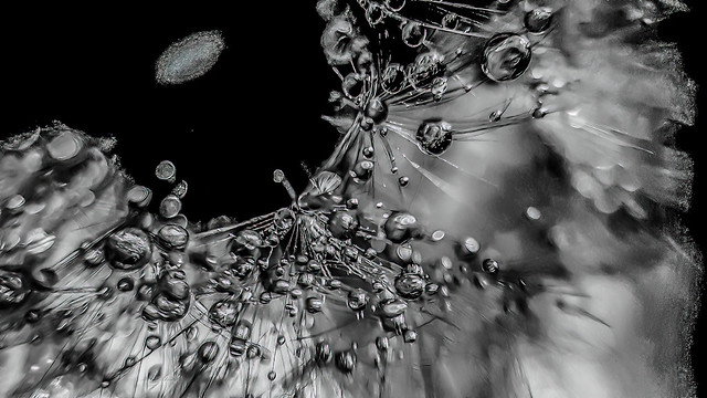Dandelion interior with drops