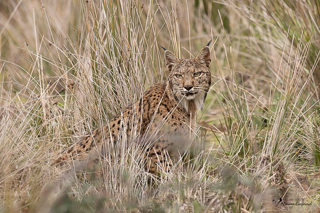 Our third Iberian Lynx - Lynx Pardelle