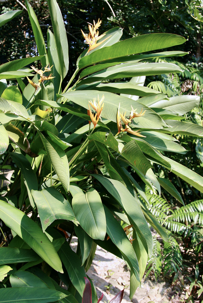 Heliconia subulata (Heliconiaceae)
