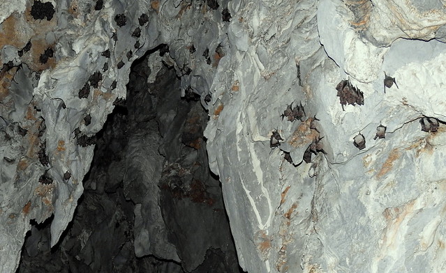 Free-tailed Bats In Ha Long Bay - Vietnam