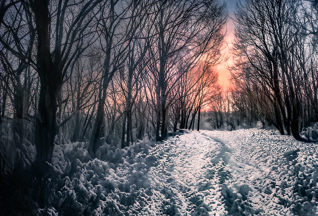 verschneiter Feldweg - snowy forest path