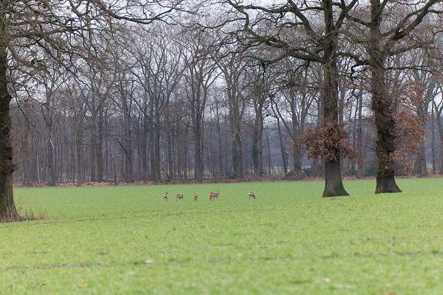 deer field