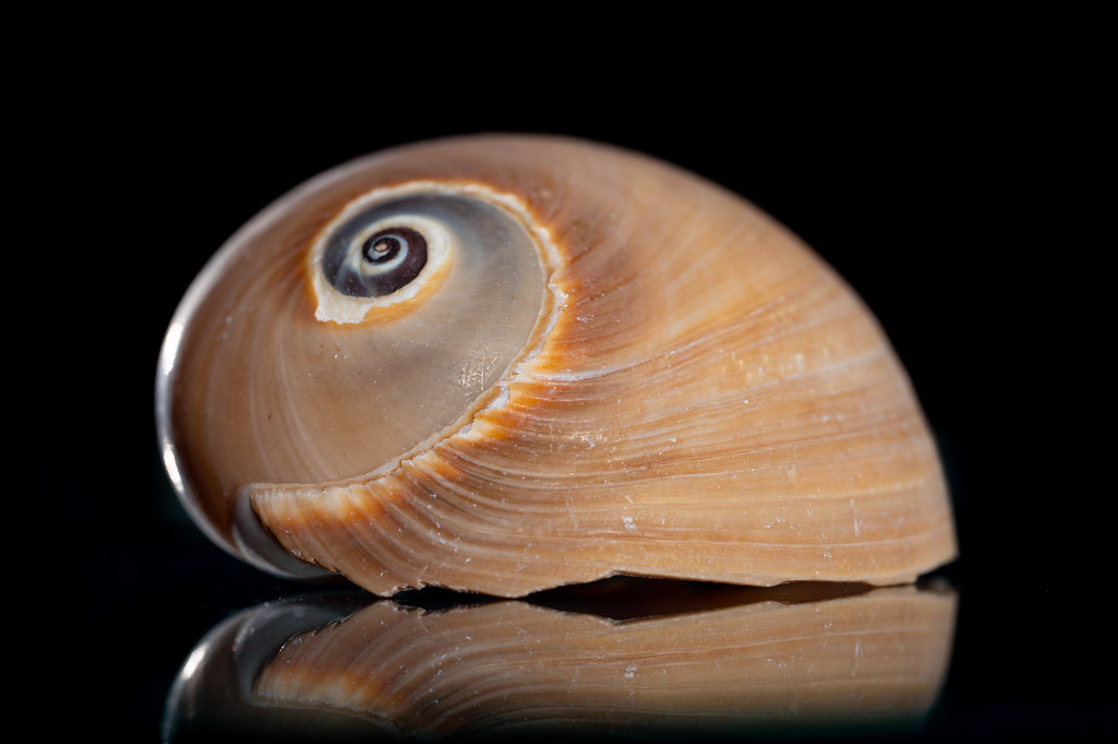 The snail shell