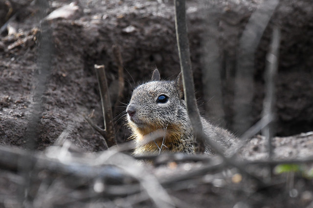 Curious Ground Squirrel