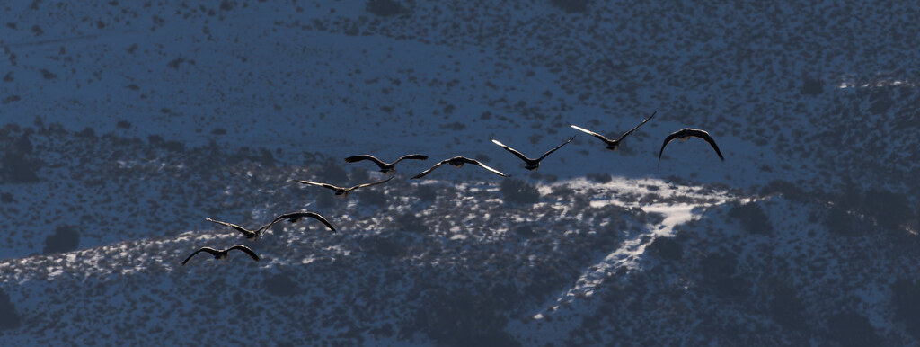 Sun reflecting off Canada Geese in flight