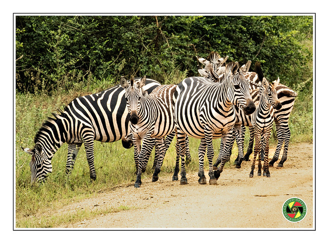 Zebra's at Lake Mburo National Park