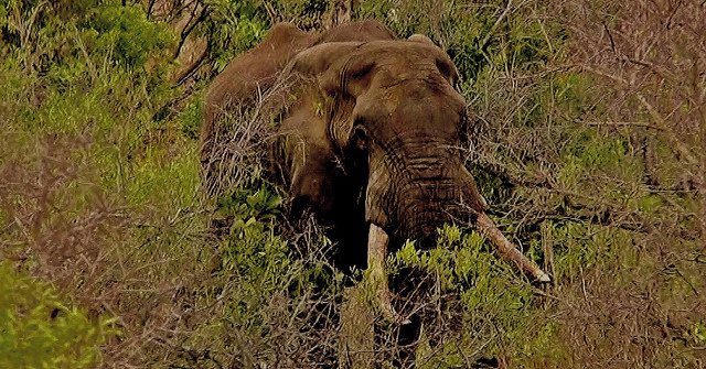 SÜDAFRIKA( South-Africa), Im Kruger-Nationalpark,  Elefant, 22046