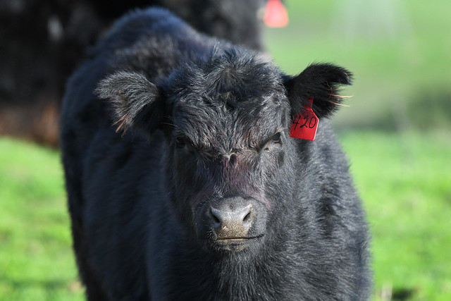 Beautiful Black Calf