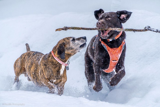 Rugby and Timber having fun in the snow.