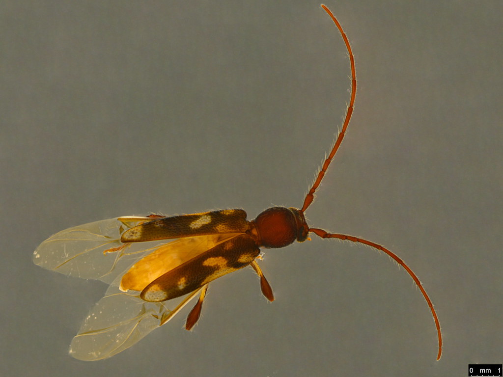 2a - Cerambycidae sp.
