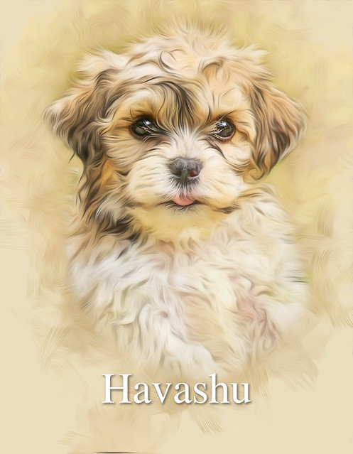 Havashu - Designer Dog