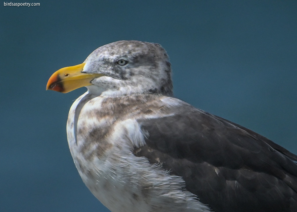 Pacific Gull: Loafing in the Sunshine