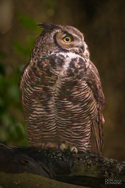 Night Owl (See Caption)