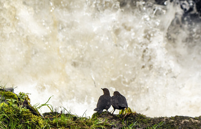 A pair of dippers on the river. Dodder in Ireland.  Waterfall makes a nice backdrop.