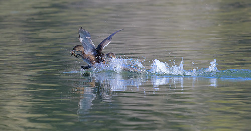 duck_with_crayfish-20230202-104-Edit