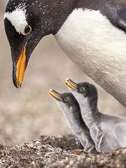 Gentoo Penguins and chicks