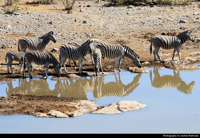 Zebras, Etosha NP, Namibia