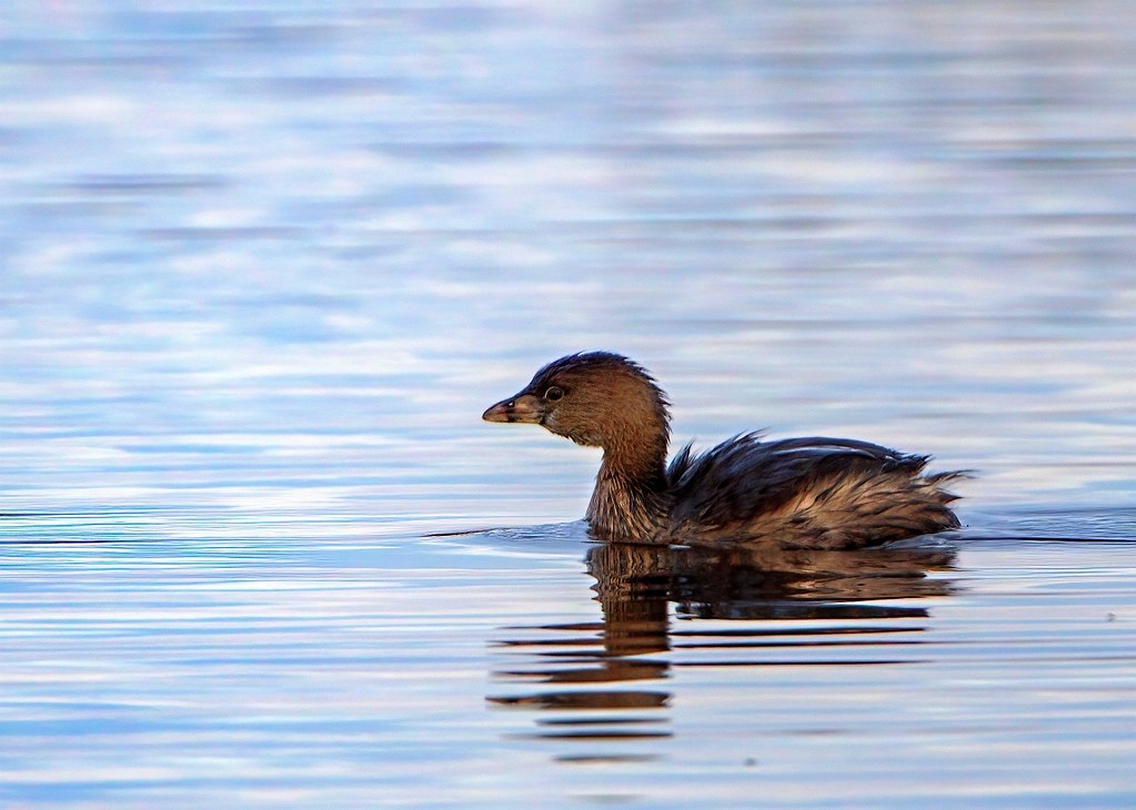 Grebe After Sunset